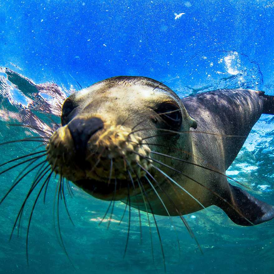 A playful Galapagos fur seal comes in for a closer look