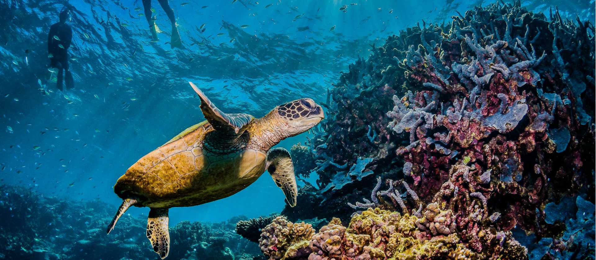 Snorkelling the magnificent Great Barrier Reef