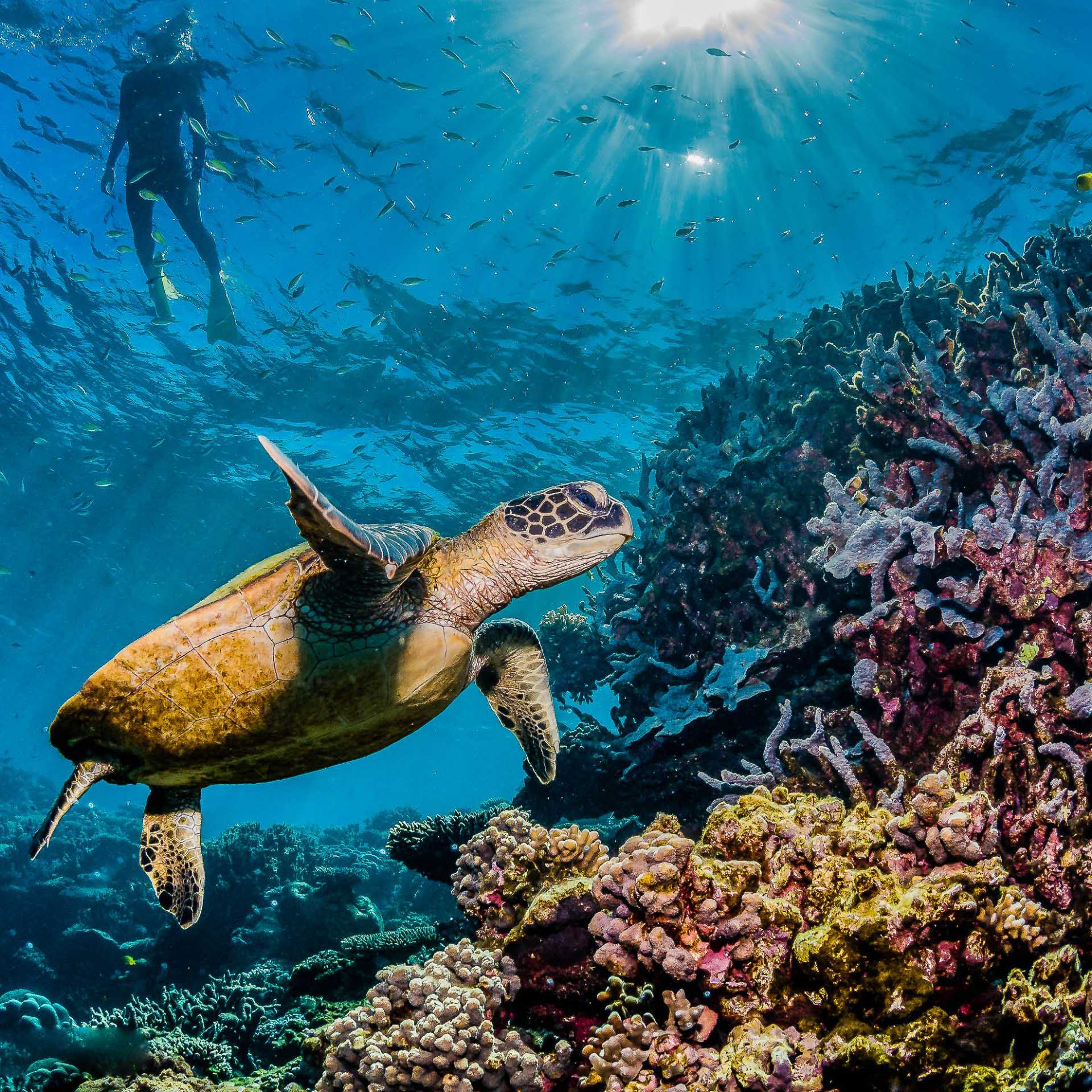 Snorkelling the magnificent Great Barrier Reef