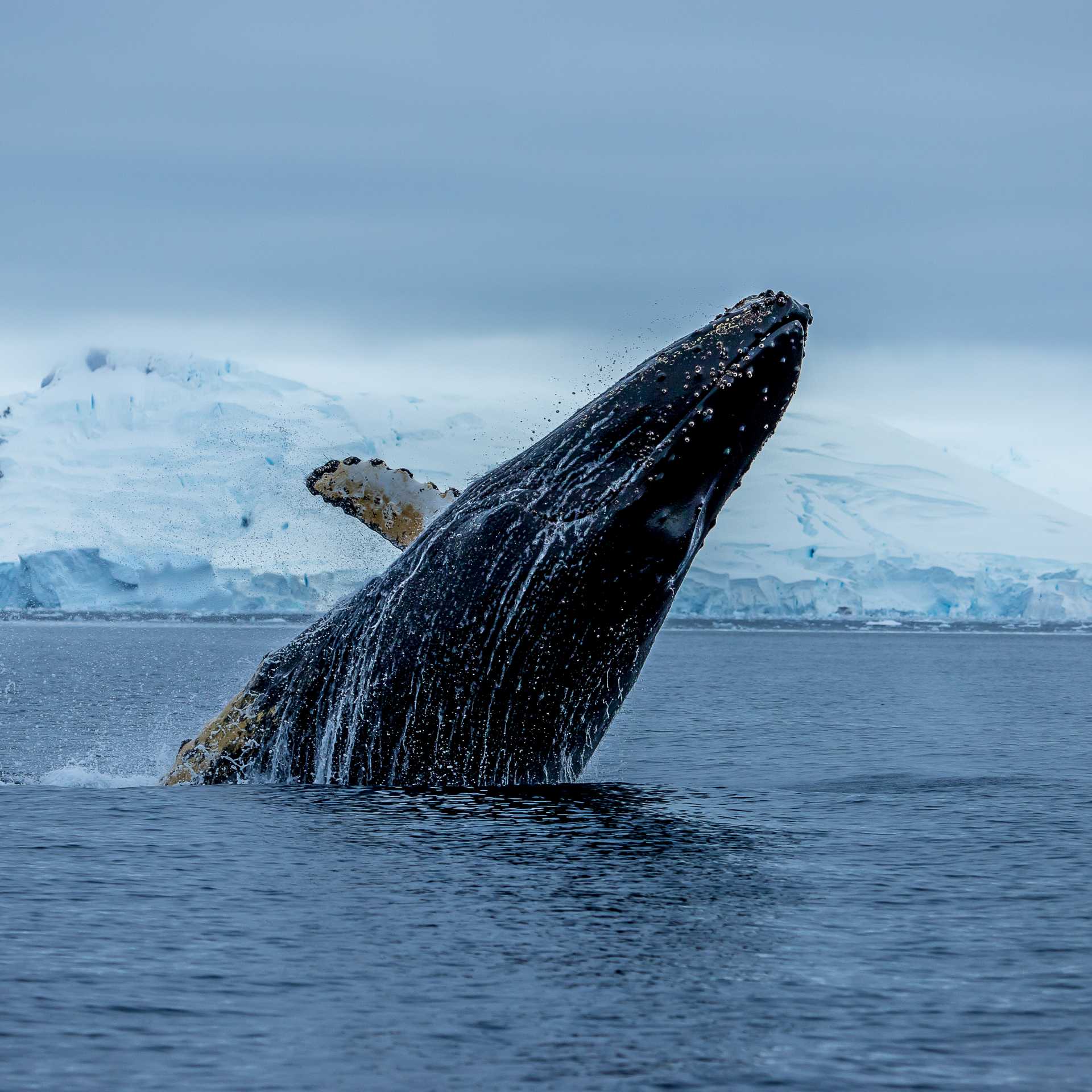 A humpback breaches, Antarctica