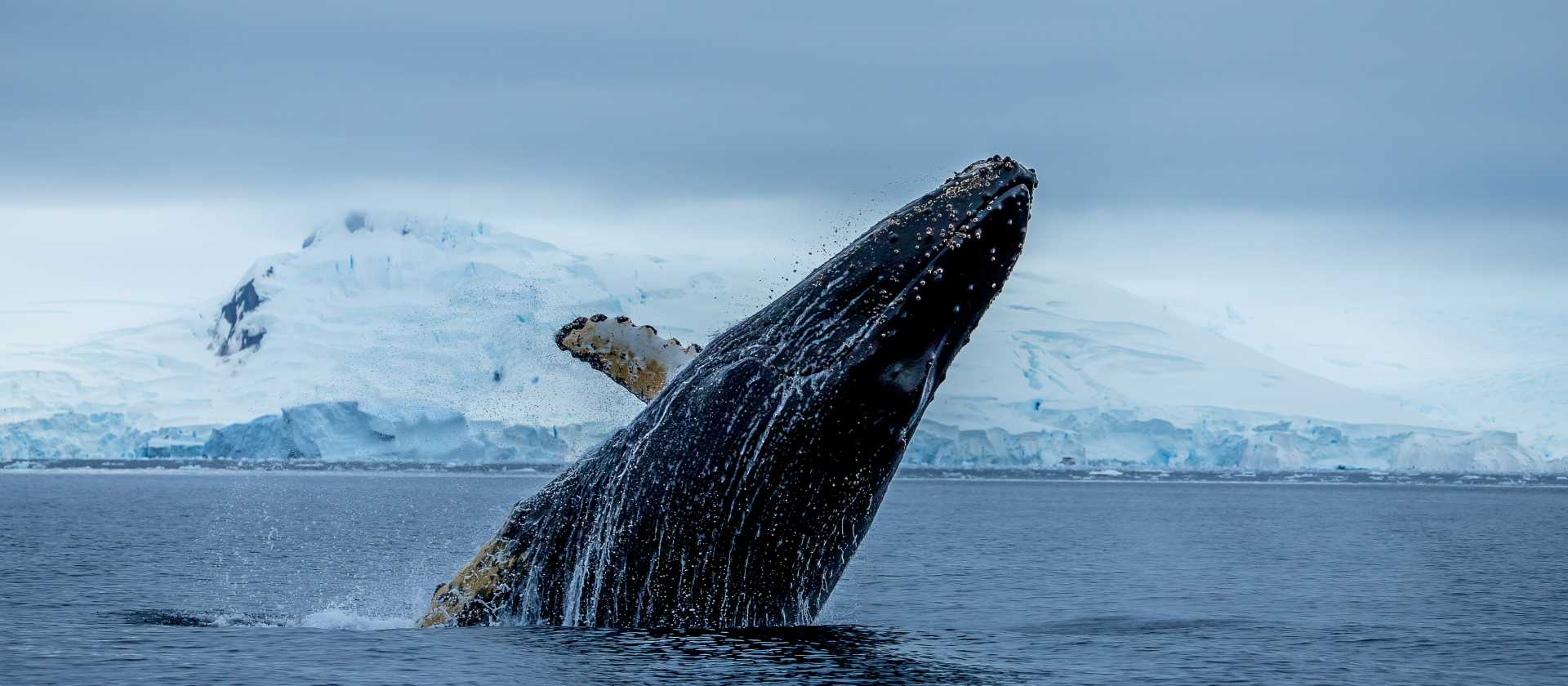 A humpback breaches, Antarctica