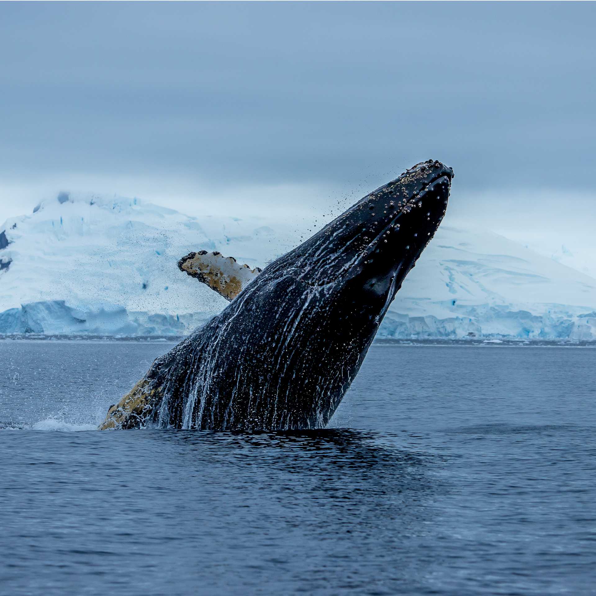 A humpback breaches, Antarctica