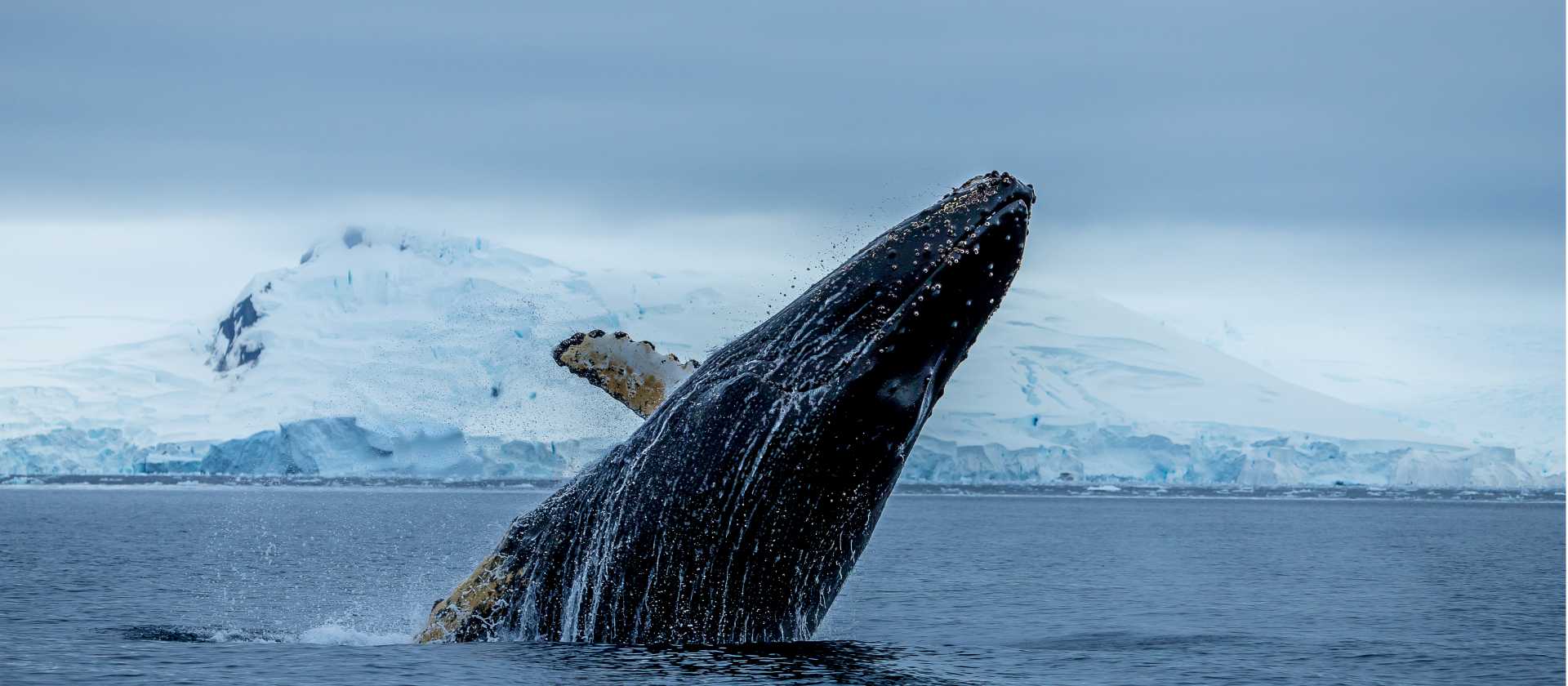 A humpback breaches, Antarctica