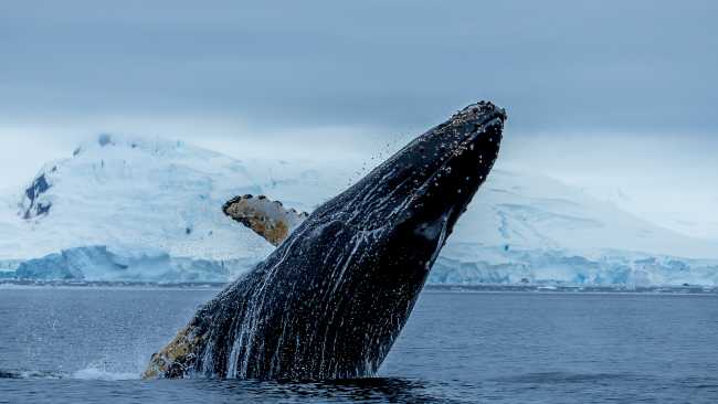 A humpback breaches, Antarctica