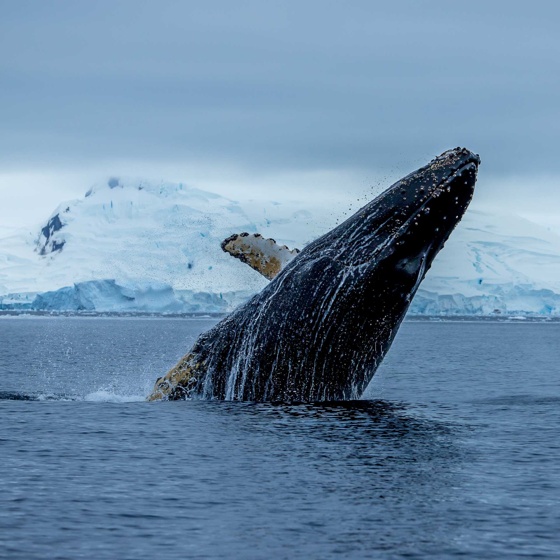 A humpback breaches, Antarctica