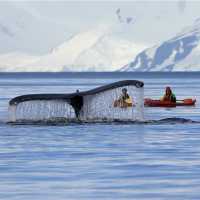 One of the most rewarding ways to experience Antarctica is aboard a kayak