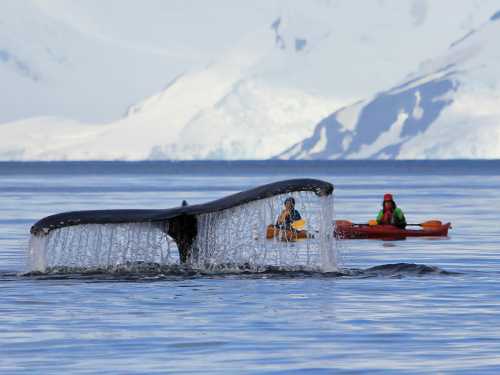 One of the most rewarding ways to experience Antarctica is aboard a kayak