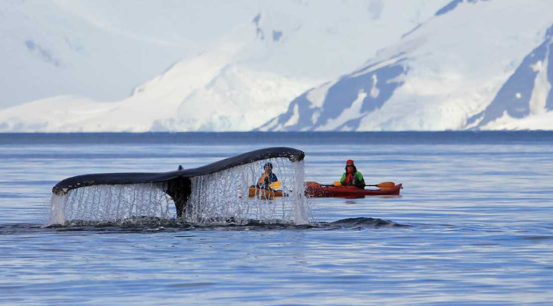 One of the most rewarding ways to experience Antarctica is aboard a kayak