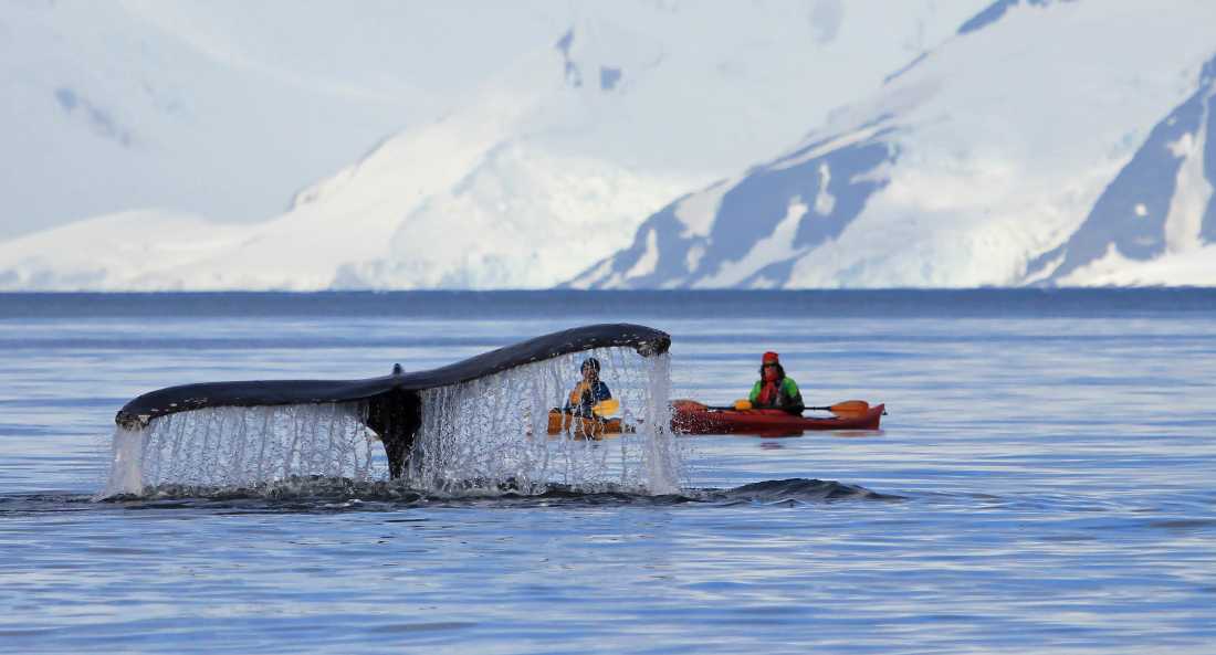 One of the most rewarding ways to experience Antarctica is aboard a kayak