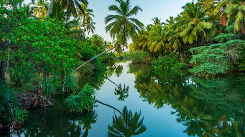 The serenity of Kerala's backwaters