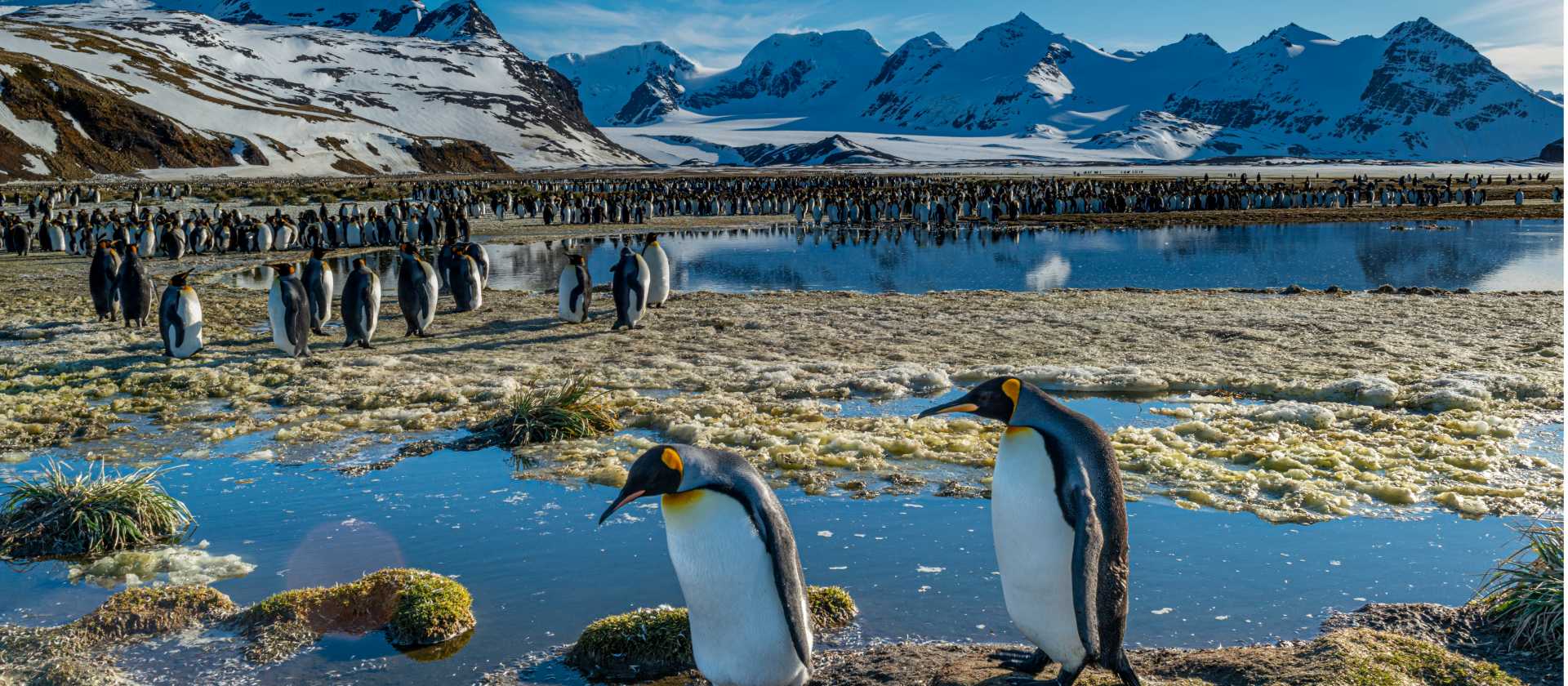 The raw beauty and abundant wildlife make South Georgia unforgettable