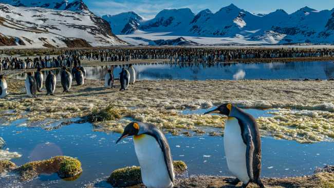 The raw beauty and abundant wildlife make South Georgia unforgettable