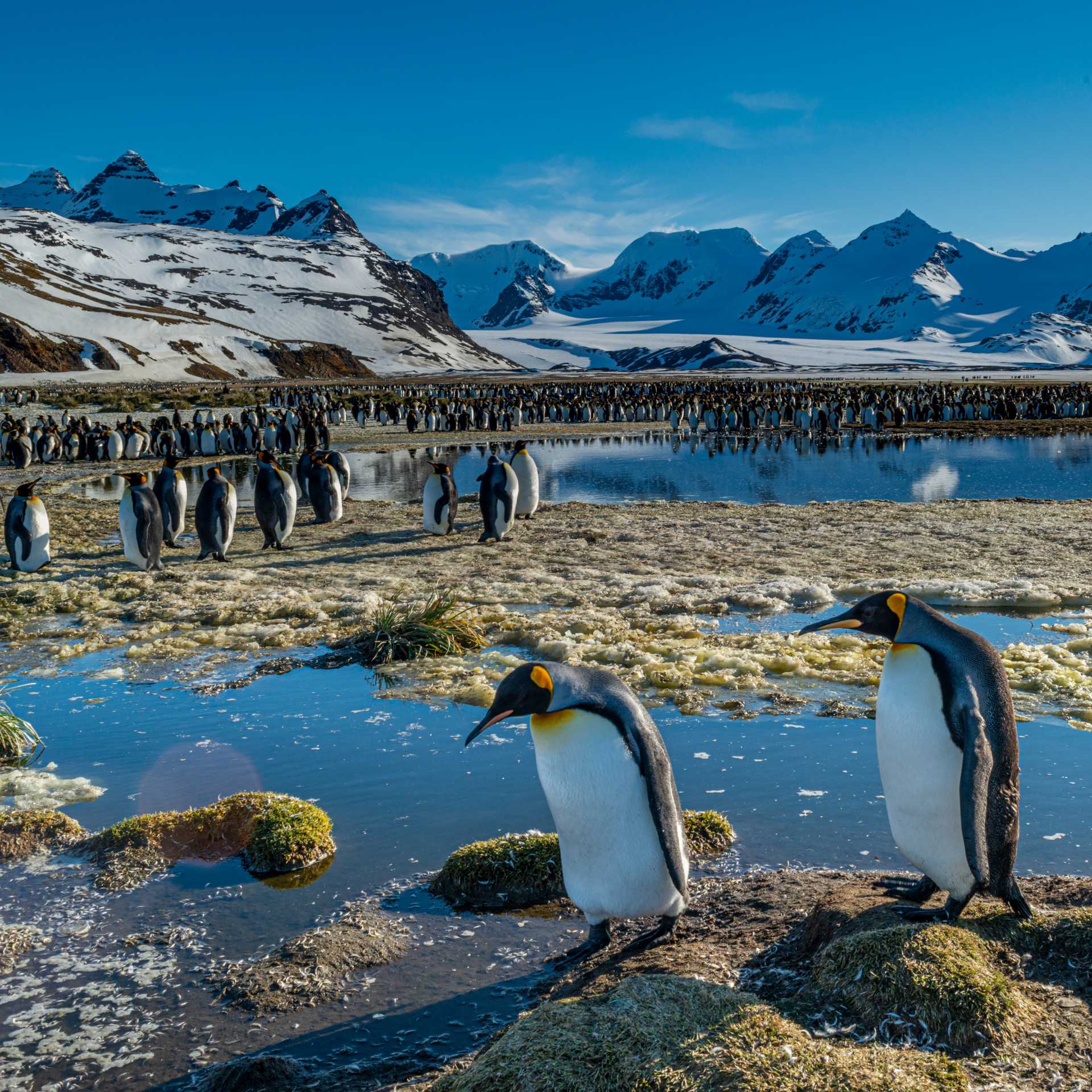 The raw beauty and abundant wildlife make South Georgia unforgettable