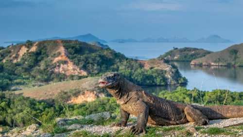 The largest living lizard, the Komodo Dragon