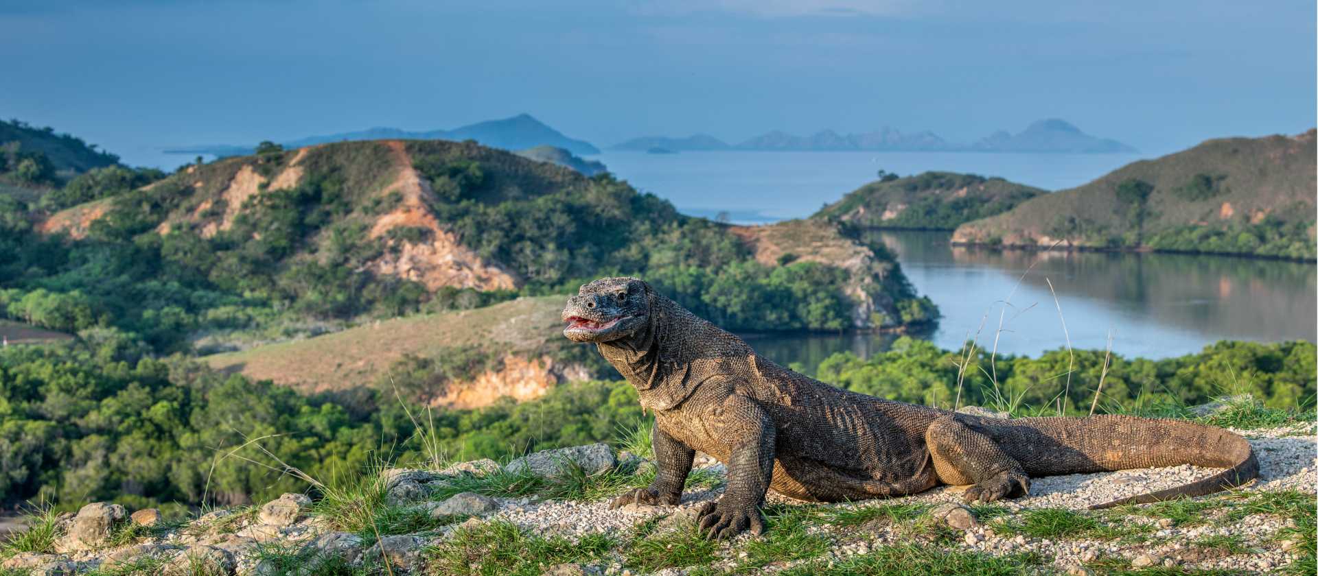The largest living lizard, the Komodo Dragon