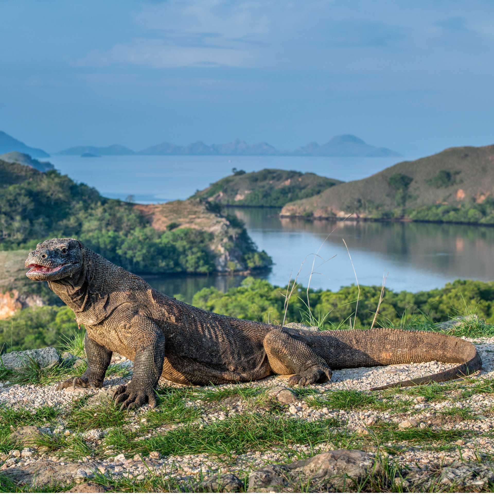 The largest living lizard, the Komodo Dragon