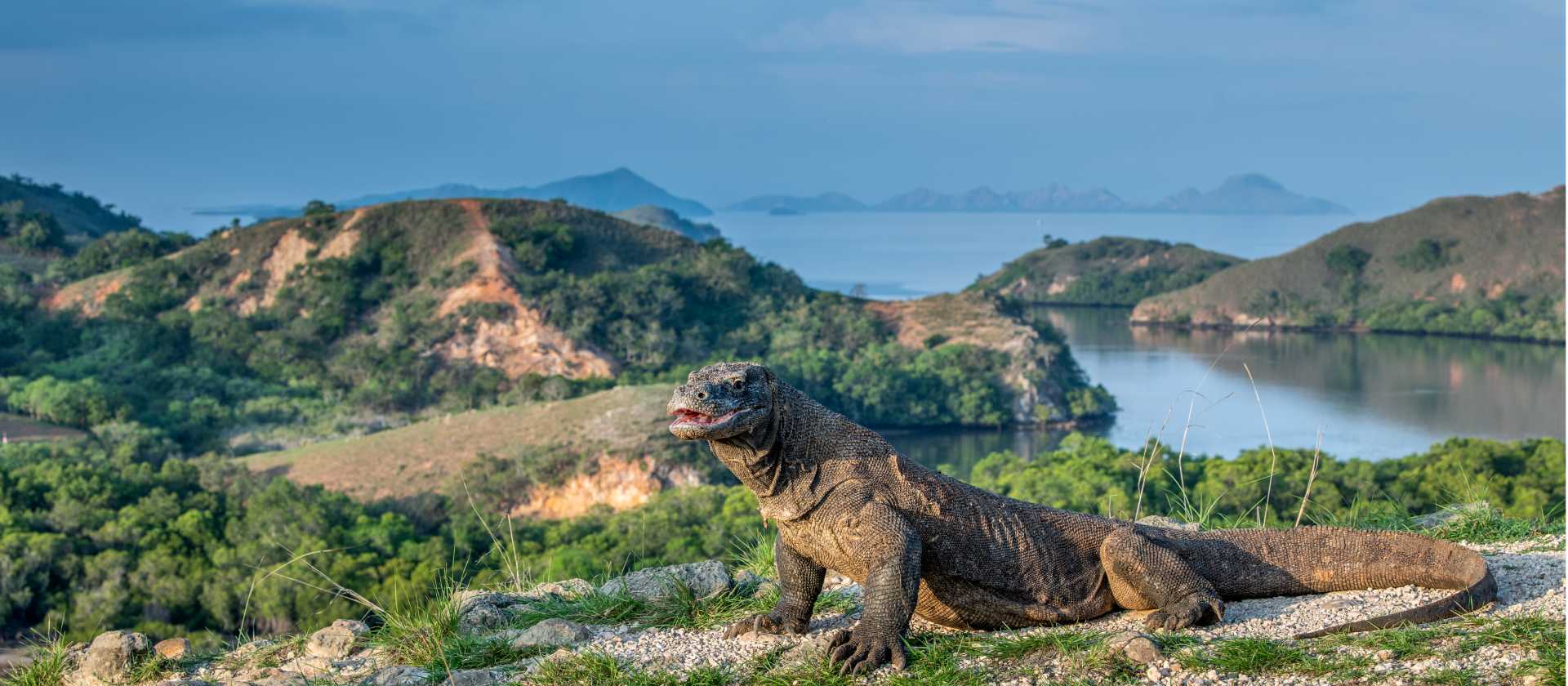 The largest living lizard, the Komodo Dragon