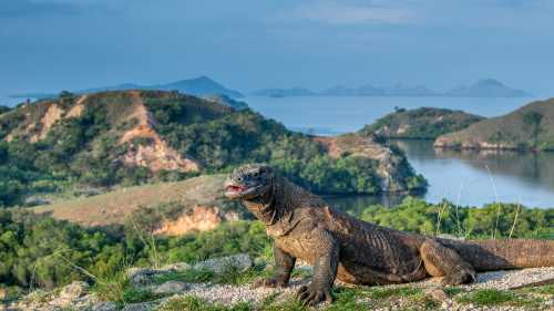 The largest living lizard, the Komodo Dragon