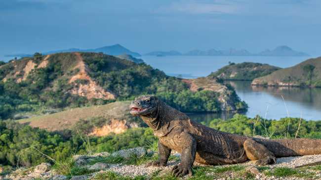 The largest living lizard, the Komodo Dragon