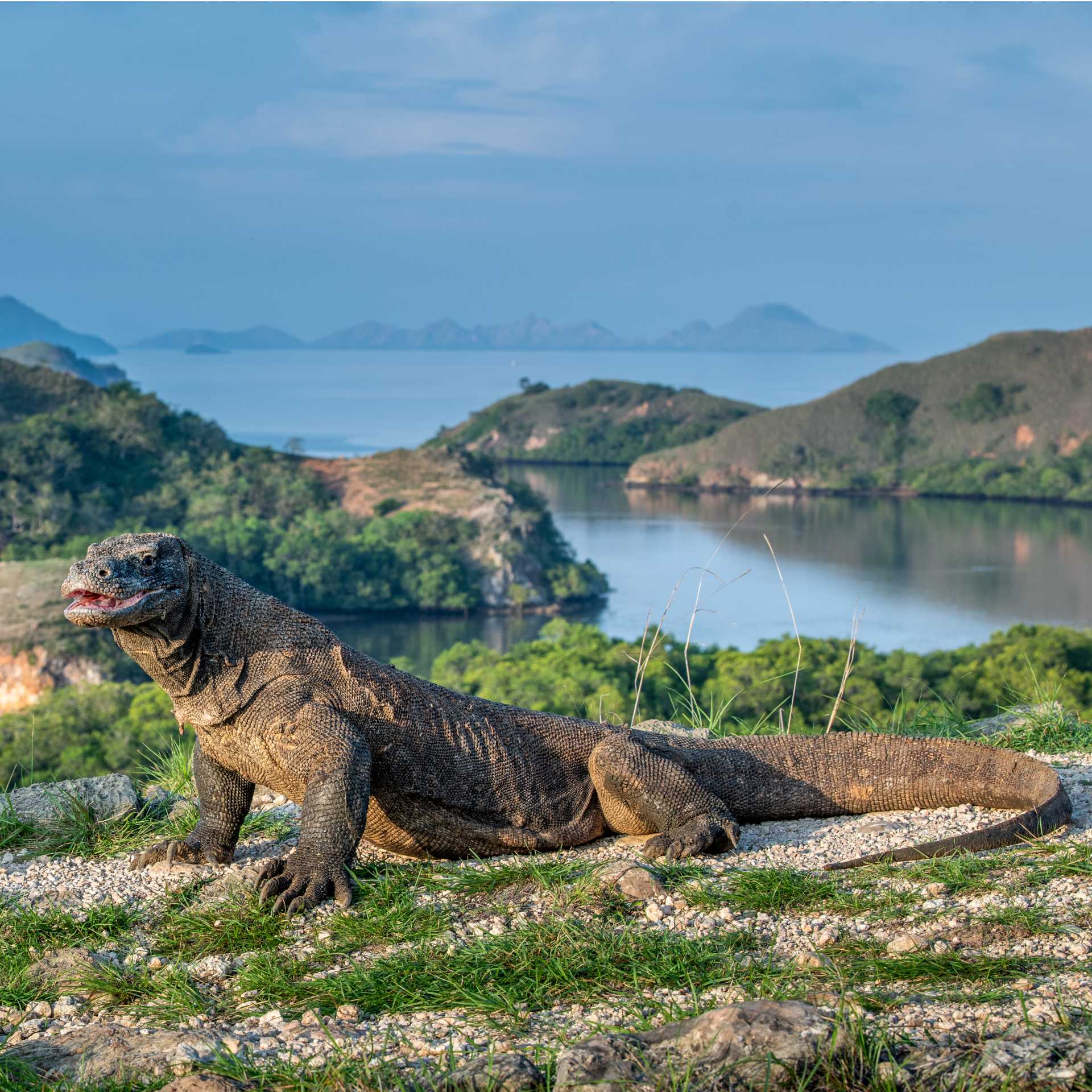 The largest living lizard, the Komodo Dragon