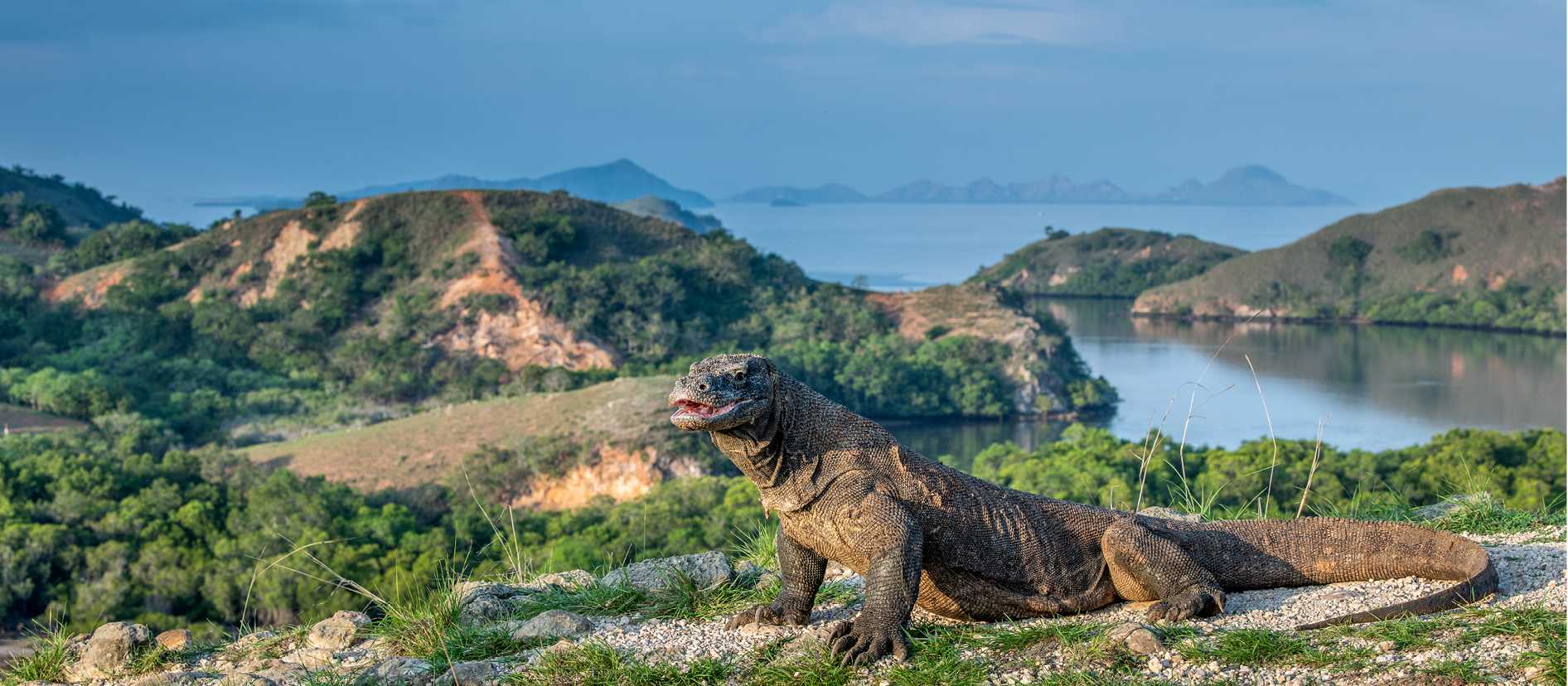 The largest living lizard, the Komodo Dragon