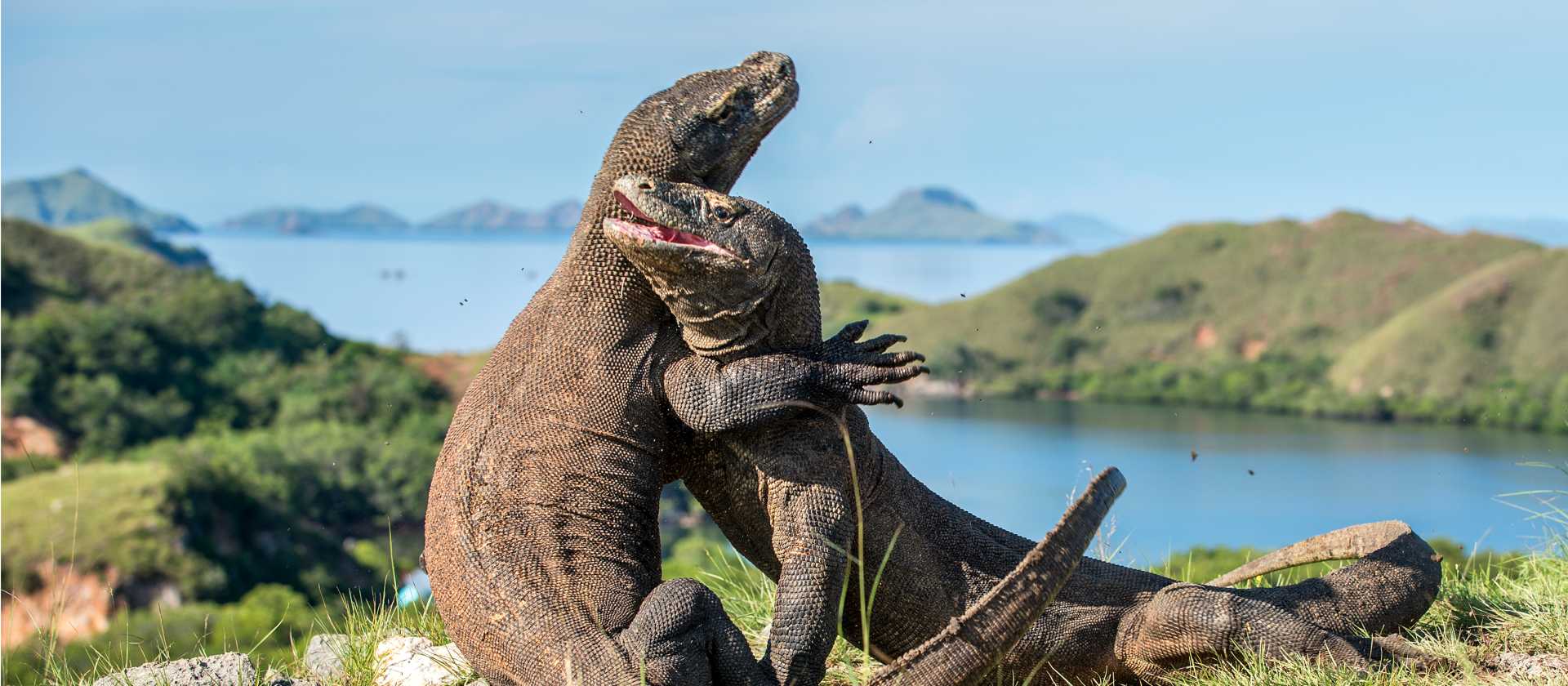 A visit to see the Komodo Dragon's in Indonesia is an unforgettable experience