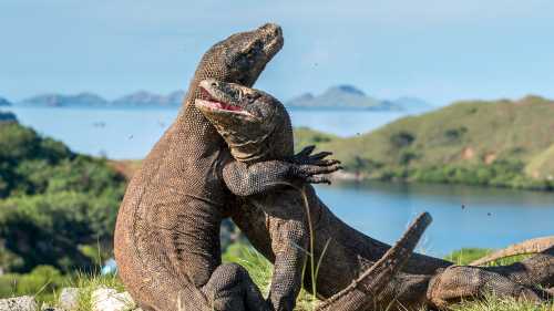 A visit to see the Komodo Dragon's in Indonesia is an unforgettable experience