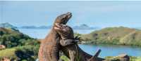 A visit to see the Komodo Dragon's in Indonesia is an unforgettable experience
