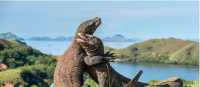 A visit to see the Komodo Dragon's in Indonesia is an unforgettable experience