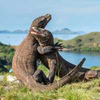 A visit to see the Komodo Dragon's in Indonesia is an unforgettable experience