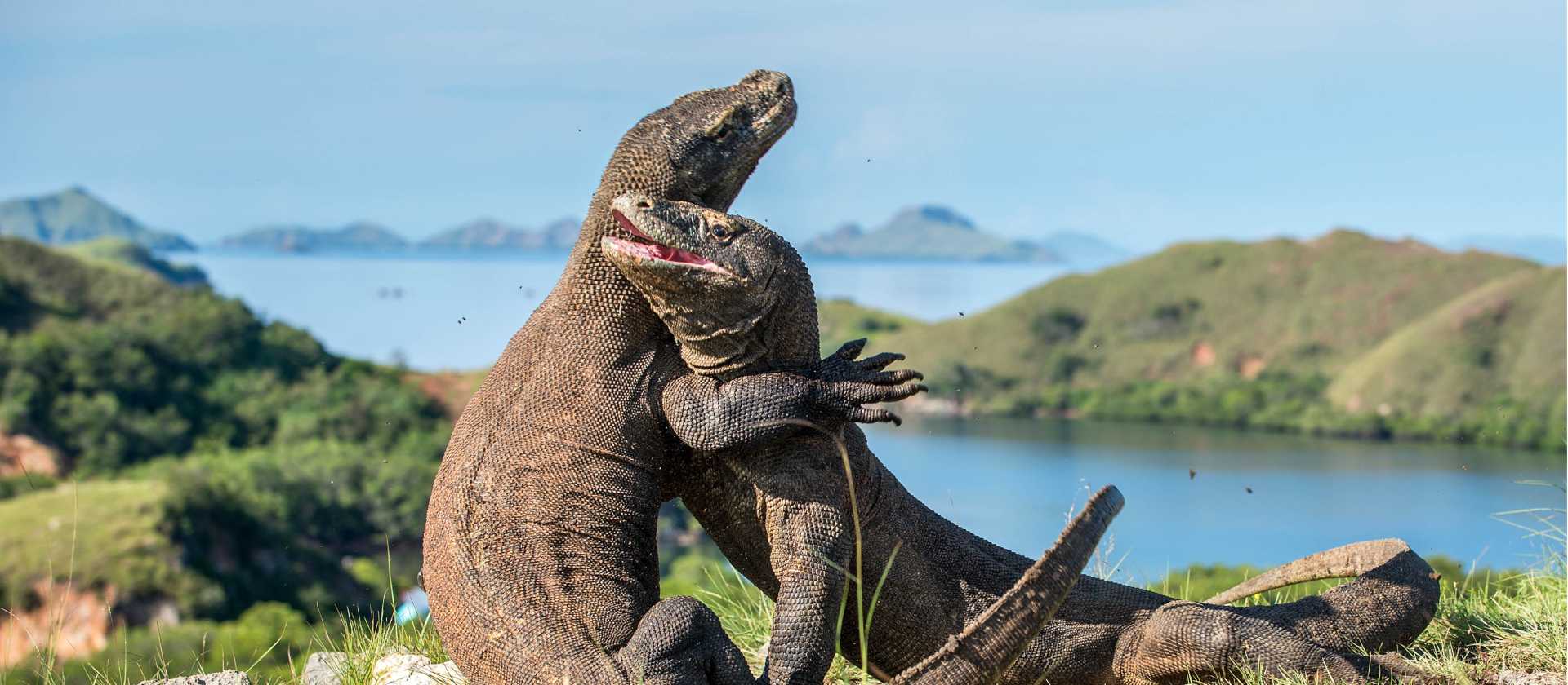 A visit to see the Komodo Dragon's in Indonesia is an unforgettable experience
