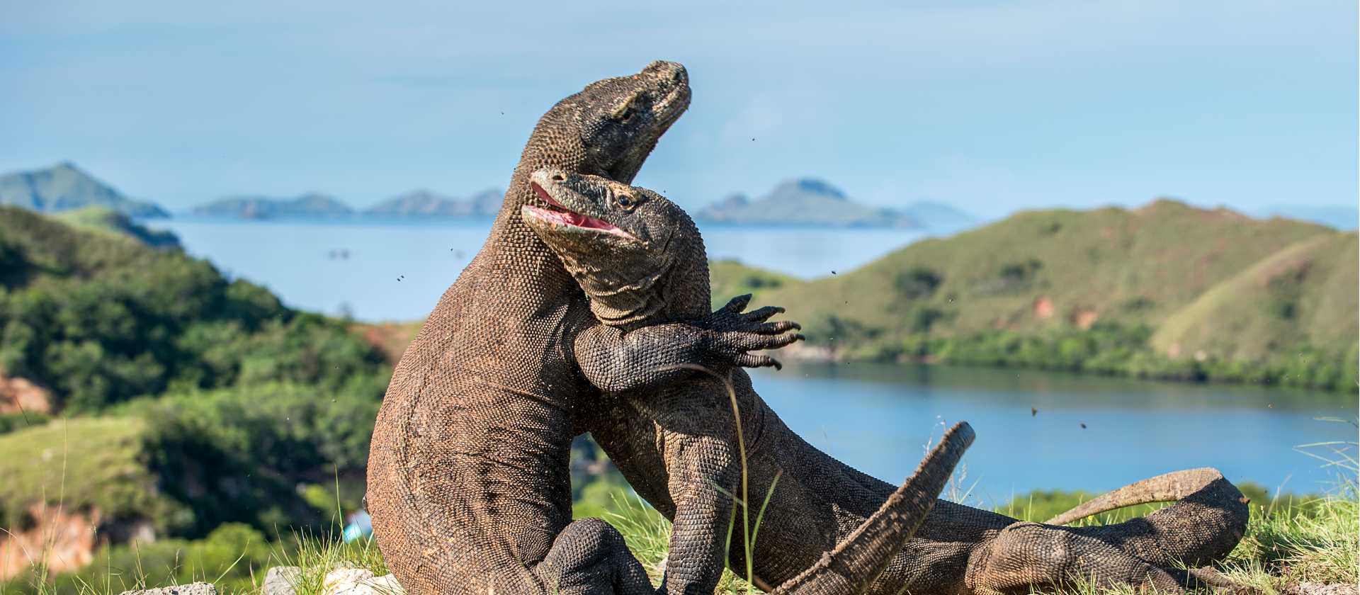 A visit to see the Komodo Dragon's in Indonesia is an unforgettable experience