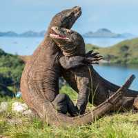 A visit to see the Komodo Dragon's in Indonesia is an unforgettable experience