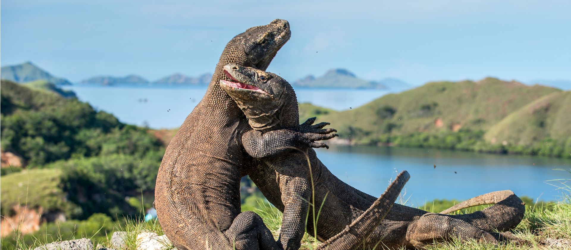 A visit to see the Komodo Dragon's in Indonesia is an unforgettable experience