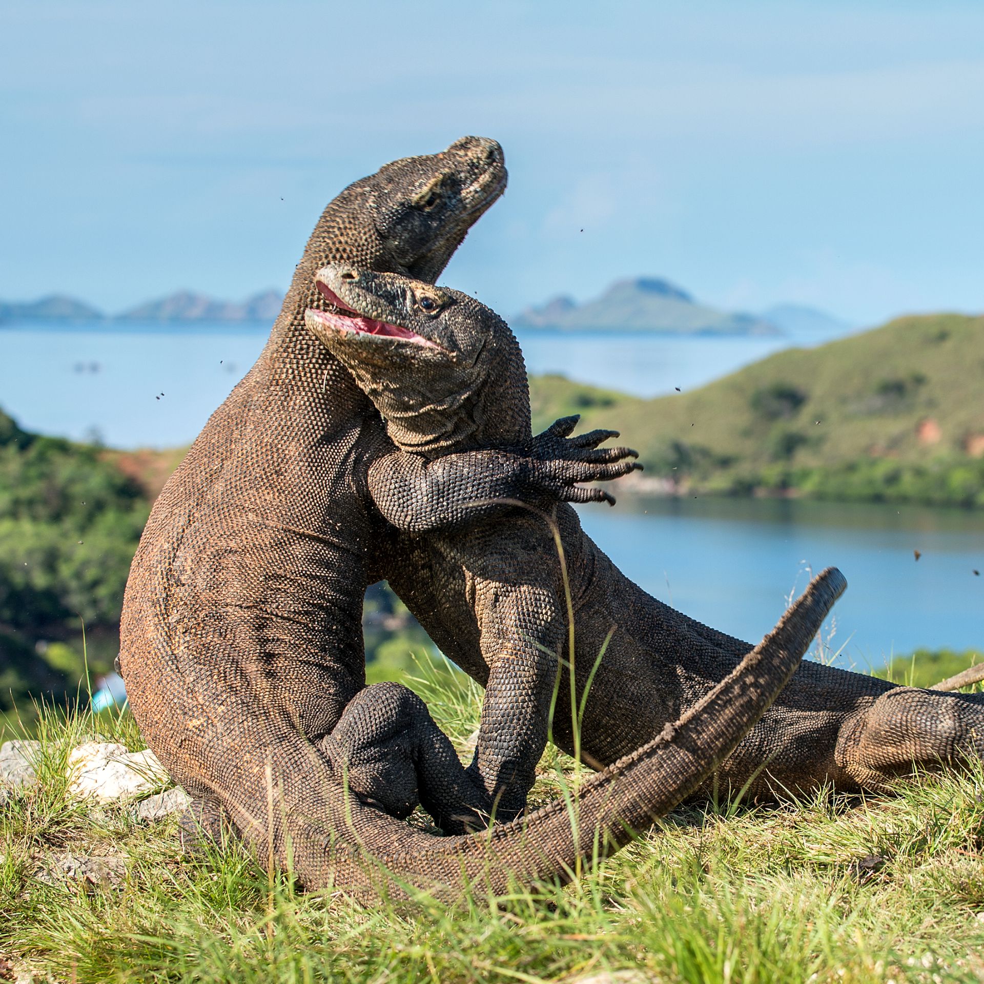 A visit to see the Komodo Dragon's in Indonesia is an unforgettable experience