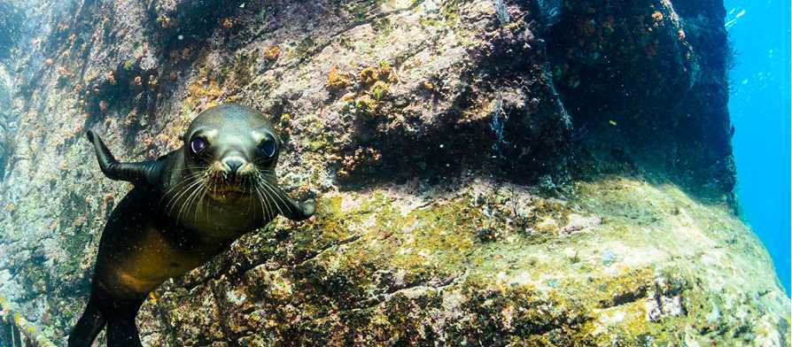 A playful young sea lion pup in the reefs off Los Isolates, Sea of Cortez