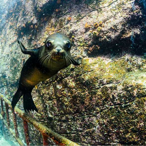 A playful young sea lion pup in the reefs off Los Isolates, Sea of Cortez
