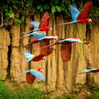 A colourful flock of macaws