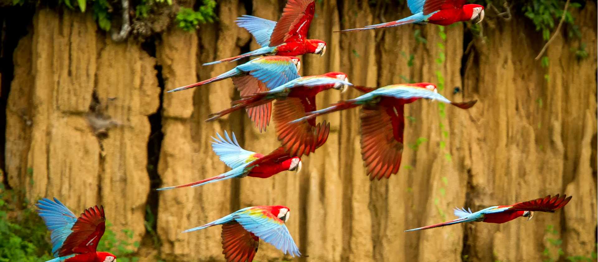 A colourful flock of macaws