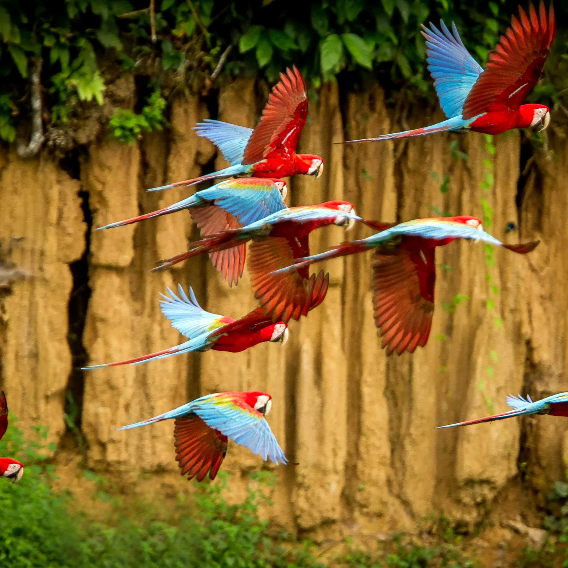 A colourful flock of macaws