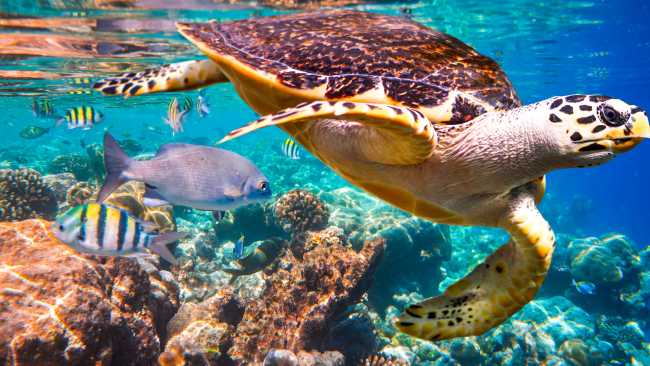 Snorkelling is one of the best ways to get up close and personal with marine life like the Hawksbill Turtle