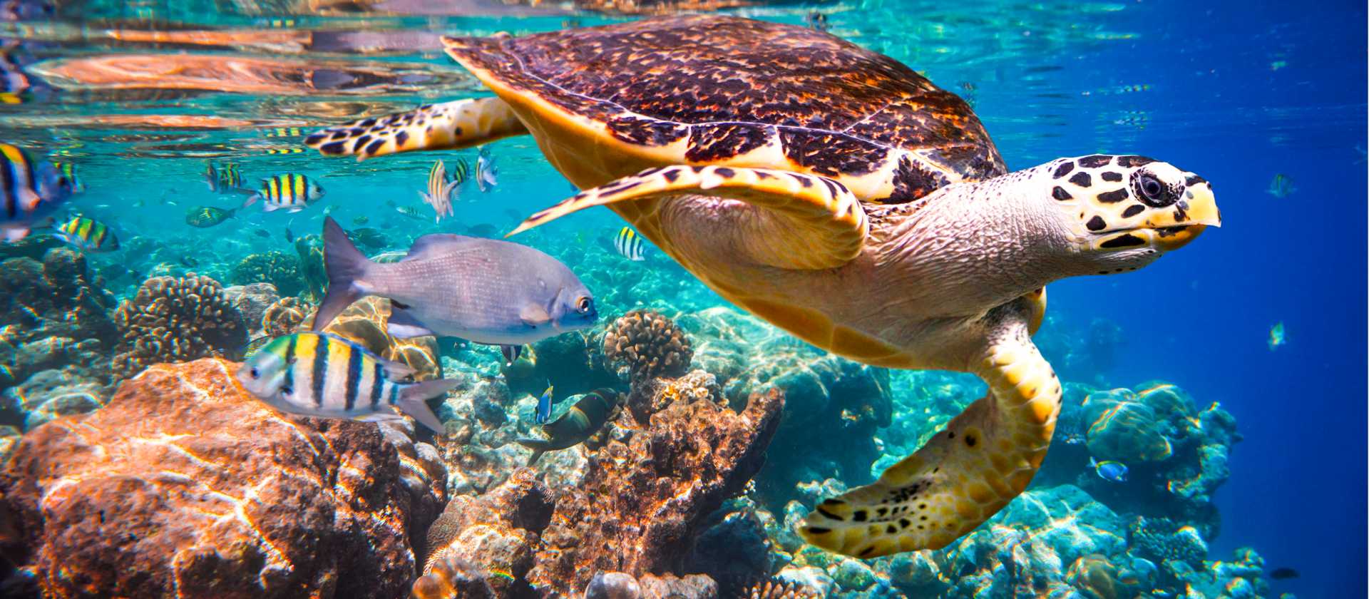 Snorkelling is one of the best ways to get up close and personal with marine life like the Hawksbill Turtle