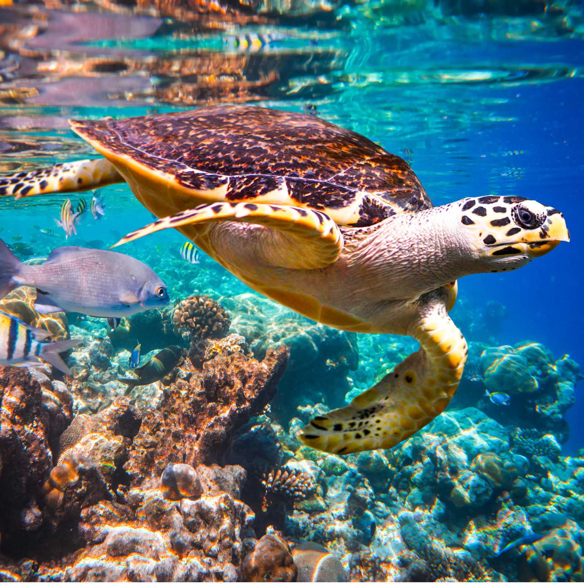 Snorkelling is one of the best ways to get up close and personal with marine life like the Hawksbill Turtle