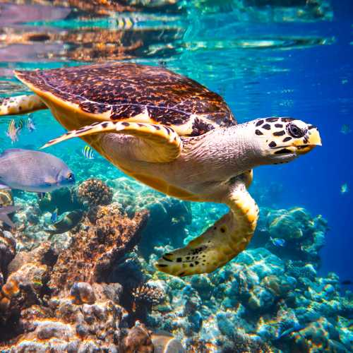 Snorkelling is one of the best ways to get up close and personal with marine life like the Hawksbill Turtle