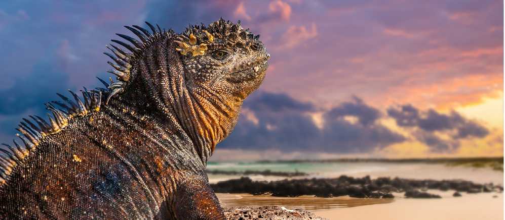 The wildlife rich Galapagos Islands is a must do trip
