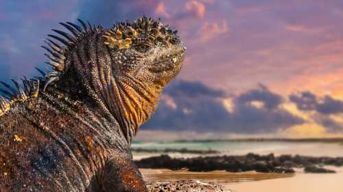 The wildlife rich Galapagos Islands is a must do trip