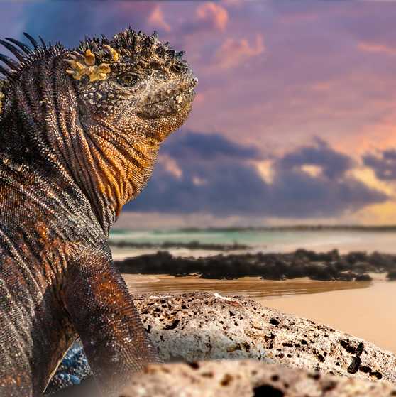 The wildlife rich Galapagos Islands is a must do trip