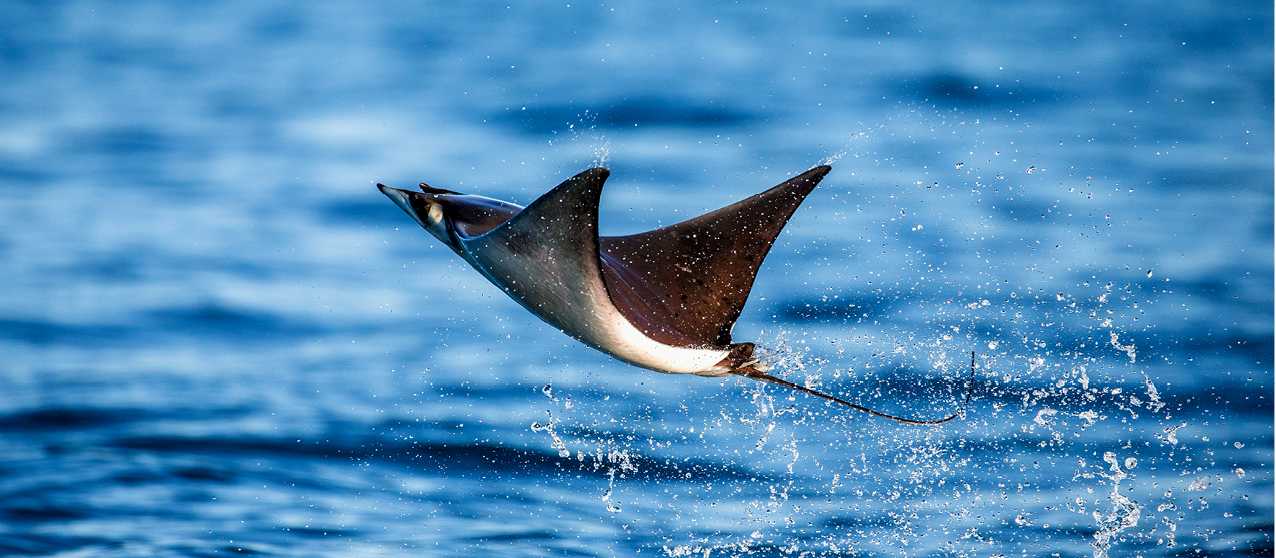 A Mobula Ray leaps from the water in Mexico