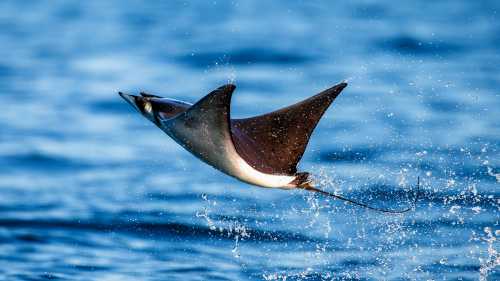 A Mobula Ray leaps from the water in Mexico