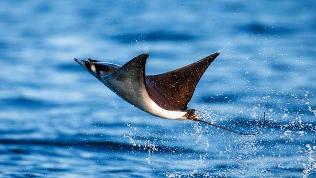 A Mobula Ray leaps from the water in Mexico